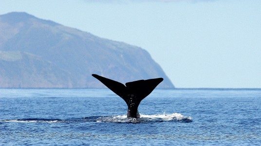 Whale watching in the Azores Whale watching in the Azores