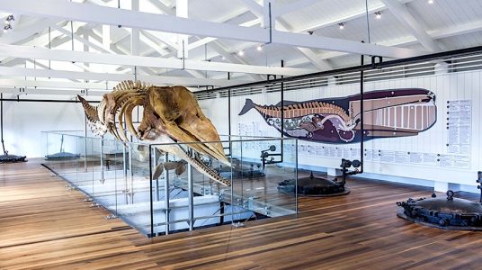 Blog Post Faial Whale Station Museum 2 Blog Post Faial Whale Station Museum 2