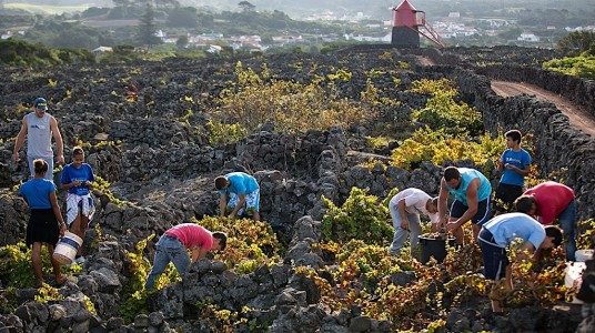 UNESCO-listed volcanic vineyards, Pico UNESCO-listed volcanic vineyards, Pico
