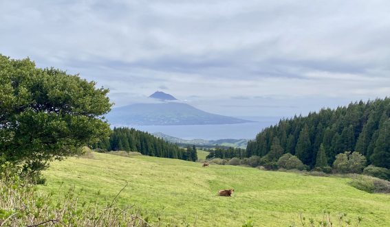 Three Reasons Not to Visit Faial & Pico