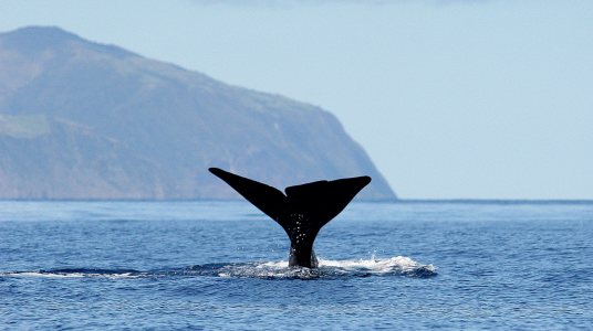 Experience Azores Whale Watching