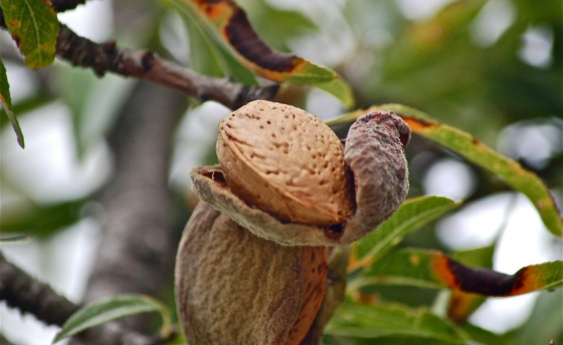 Almonds: book an Algarve family holiday and enjoy the province’s best product!