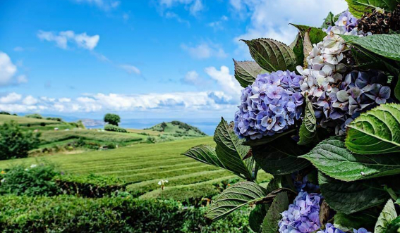 The Azores tea culture