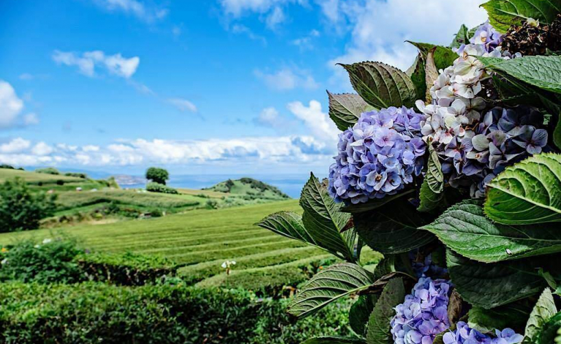 The Azores tea culture