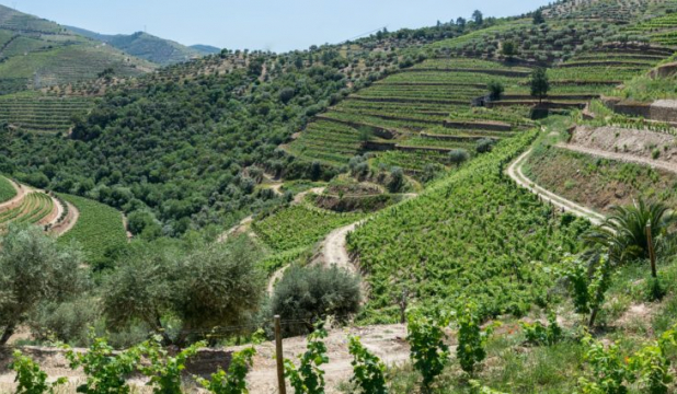 Wining it on the Douro Valley