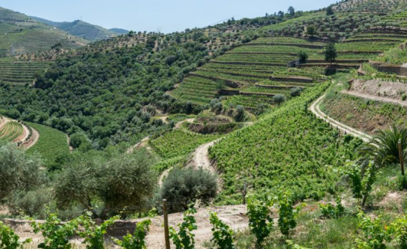 Wining it on the Douro Valley