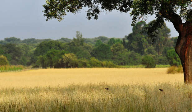 Why you should visit the Alentejo in Portugal, at leas...