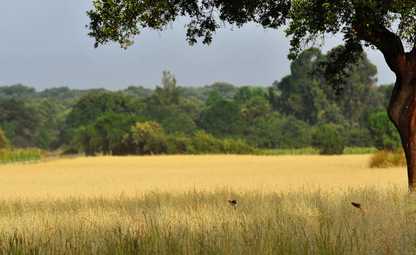 Why you should visit the Alentejo in Portugal, at least once in your lifetime!